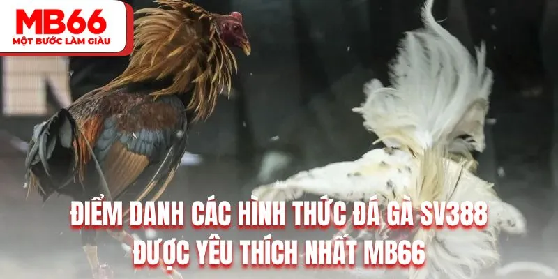 Điểm danh các hình thức đá gà SV388 được yêu thích nhất MB66